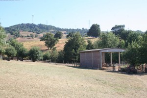 Azienda agricola di Ha 90 nelle colline di Scansano